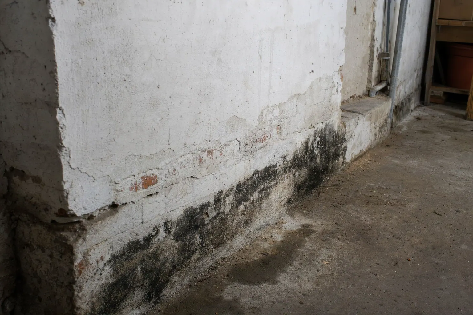 Schwarzer Schimmelbefall am Übergang zwischen Kellerboden und Sockelputz in einem ungepflegten Altbau-Keller
