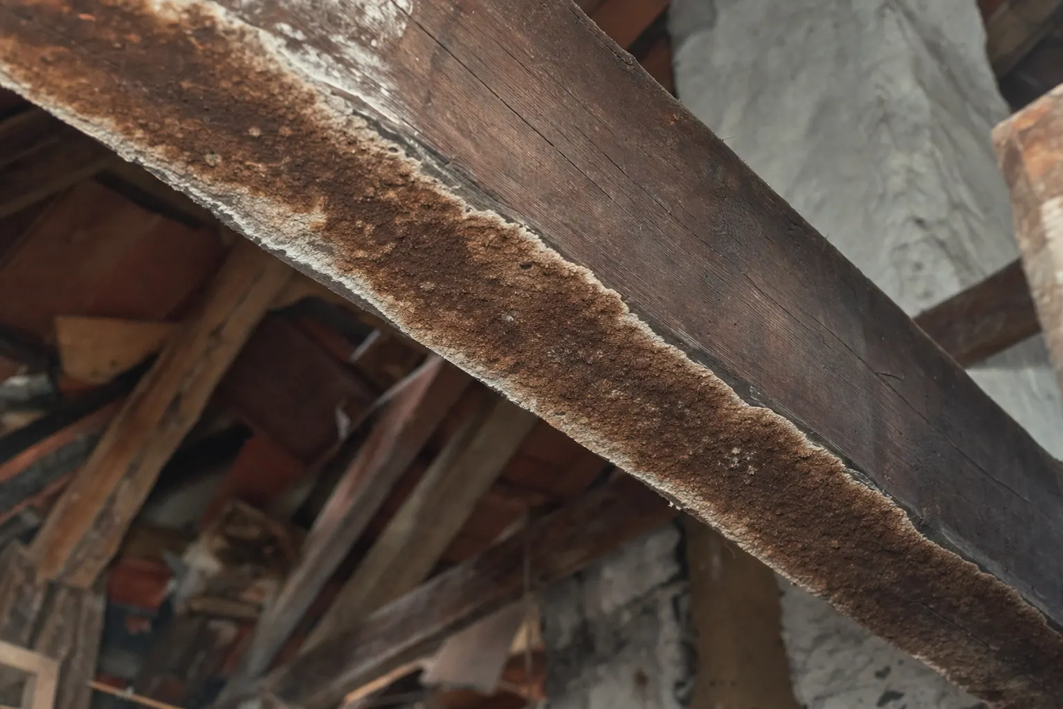 Brauner, pelziger Schimmelbefall auf einem alten Holzdachbalken in einem Altbau-Dachgeschoss, Nahaufnahme
